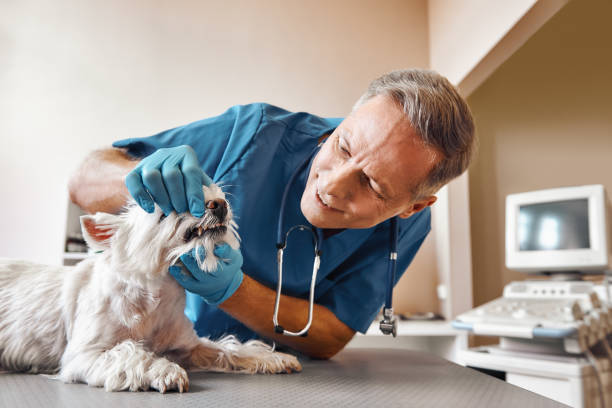 Best Emergency Root Canal Treatment in Simpsonville, SC